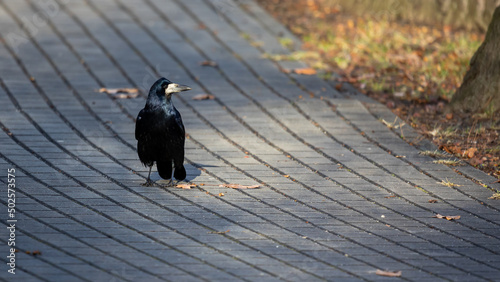Rook walking  on the city pavement at the  sunny autumn afternoon. Bird presence in the city