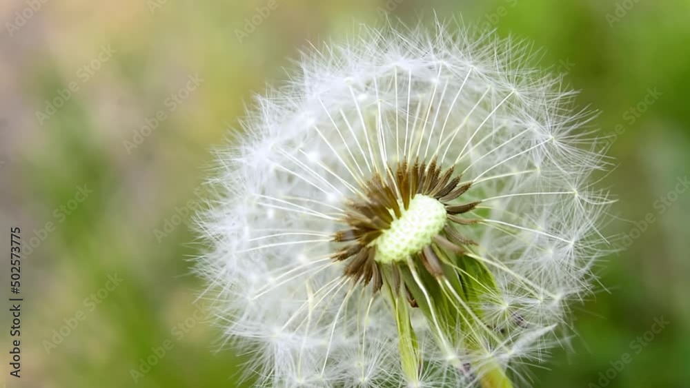 Macro Shot of Dandelion being blown in super slow motion. Filmed on high speed cinematic camera