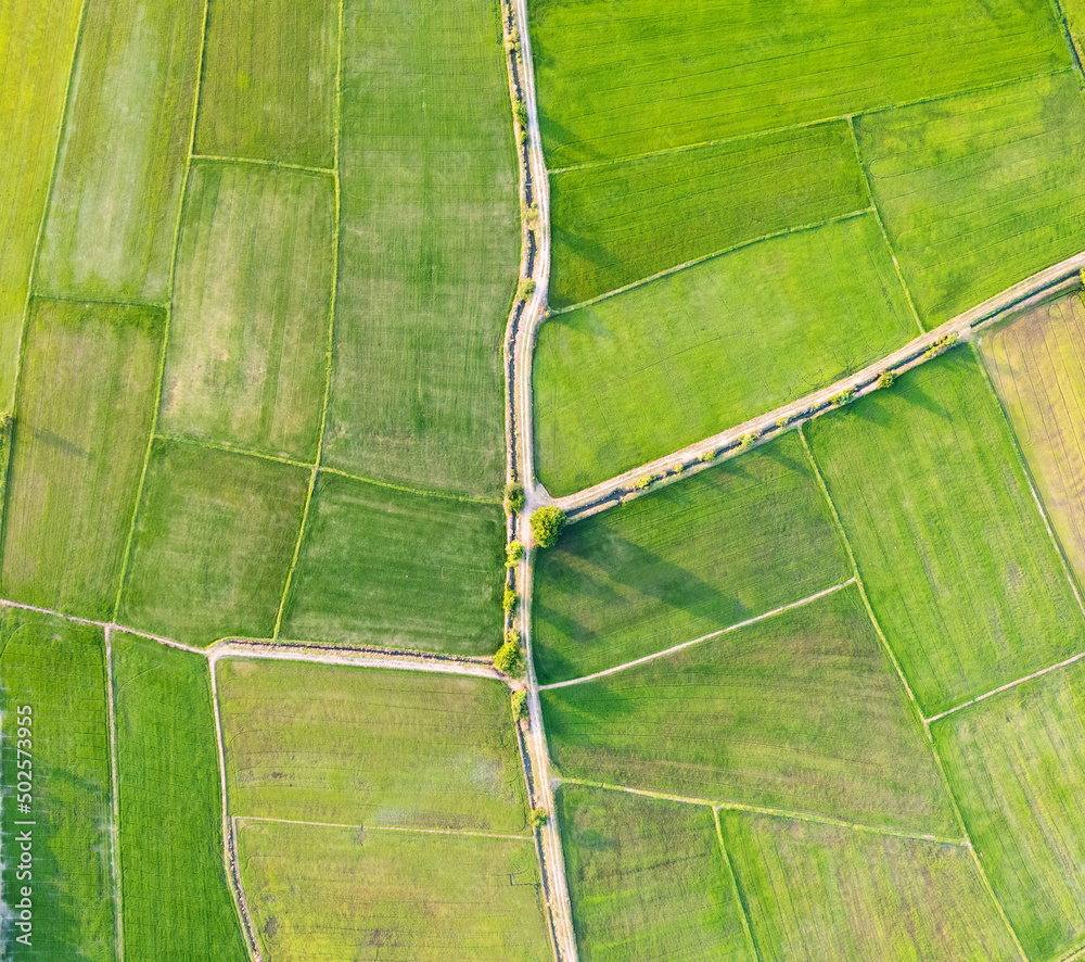 Aerial view of Green rice paddy field, farming cultivation in ...