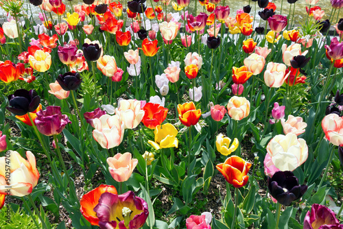 Tulips. The flowers are usually large, showy and brightly coloured, generally red, pink, yellow, or white.