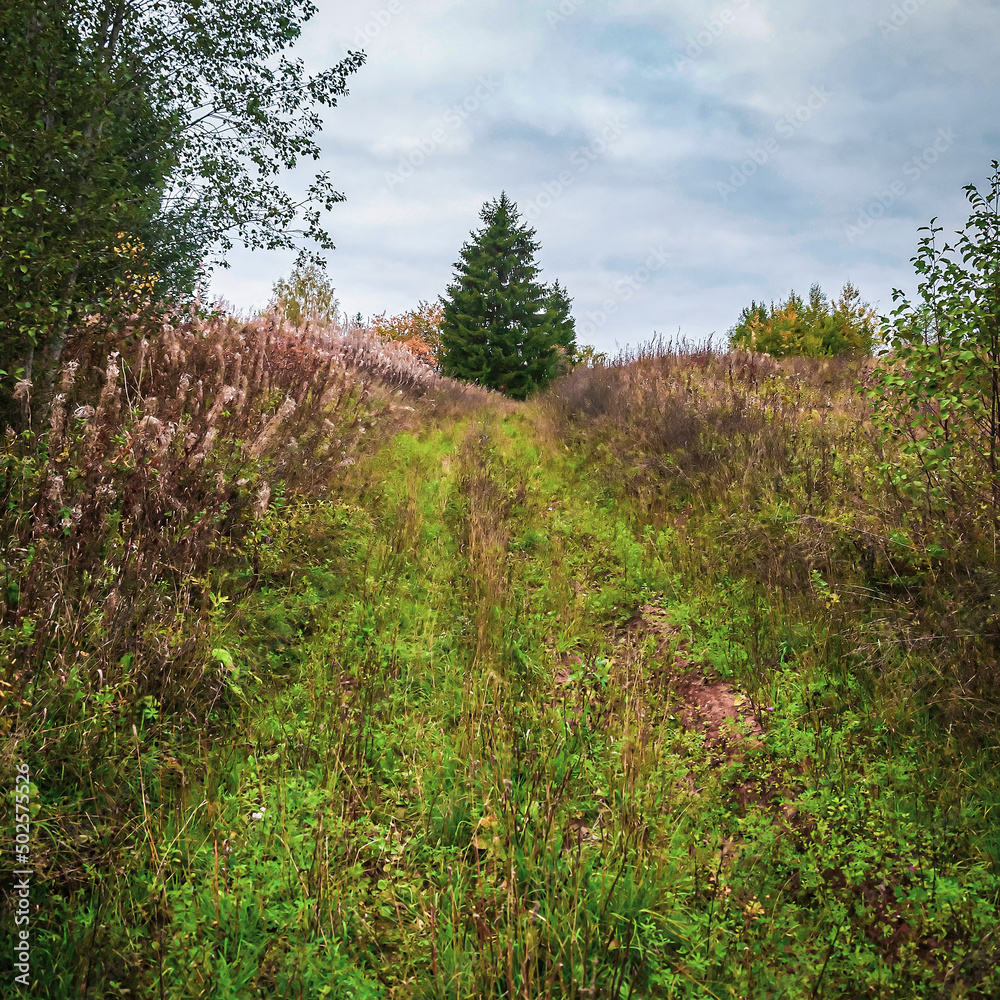 Obraz premium overgrown forest road