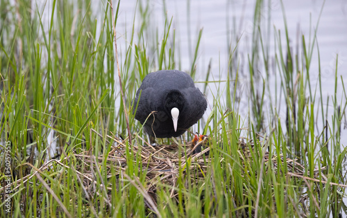 Eurasian coot (Fulica atra) with Chicks on its Nest photo