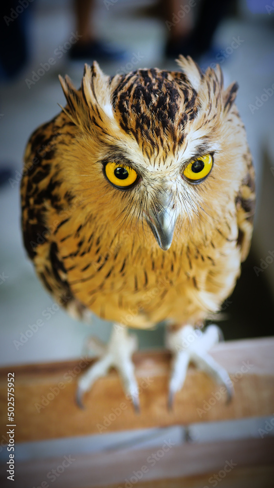 Exotic birds live in the tropics of Indonesia, looks very beautiful Exotic birds live in the tropics of Indonesia, looks very beautiful