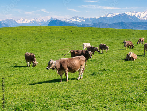 Herd of brown cows of the breed 