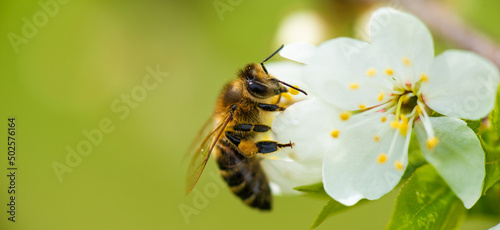 A honey bee takes nectar from a spring white cherry flower. Close-up of an insect on a background of blossom and greenery  © Yarkovoy