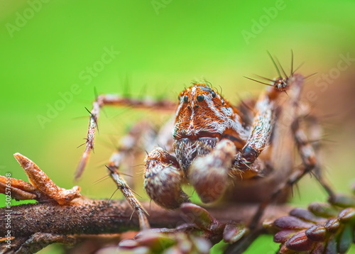Striped lynx spider - Oxyopes ramosus, close up photo of spider