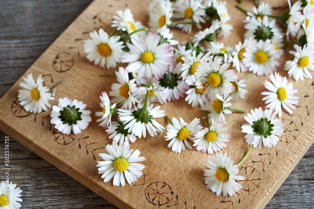 Obraz premium Common daisy flowers on a wooden table in springtime