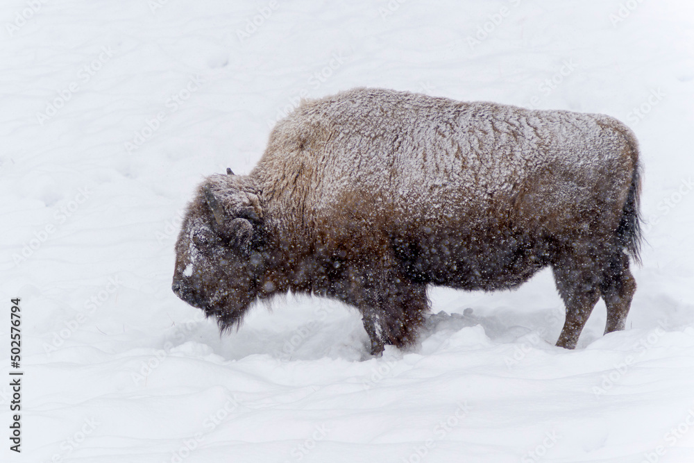 American Bison (Bison bison) standing in snow during blizzard, Yellowstone National Park, Wyoming, United States. American Bison (Bison bison) standing in snow during blizzard, Yellowstone National Park, Wyoming, United States.