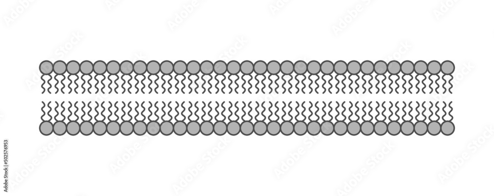 Scientific Designing Of Phospholipid Bilayer Structure. The Cell Membrane Structure. Vector Illustration.