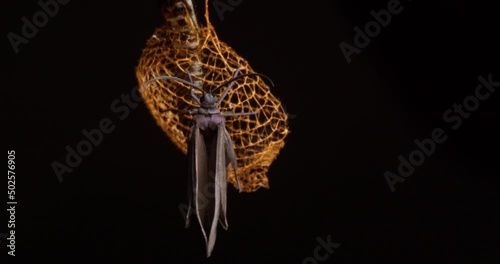 Time lapse of a Urodid Moth drying its wings post its emergence from the delicate cocoon  photo