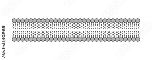 Scientific Designing Of Phospholipid Bilayer Structure. The Cell Membrane Structure. Vector Illustration. photo