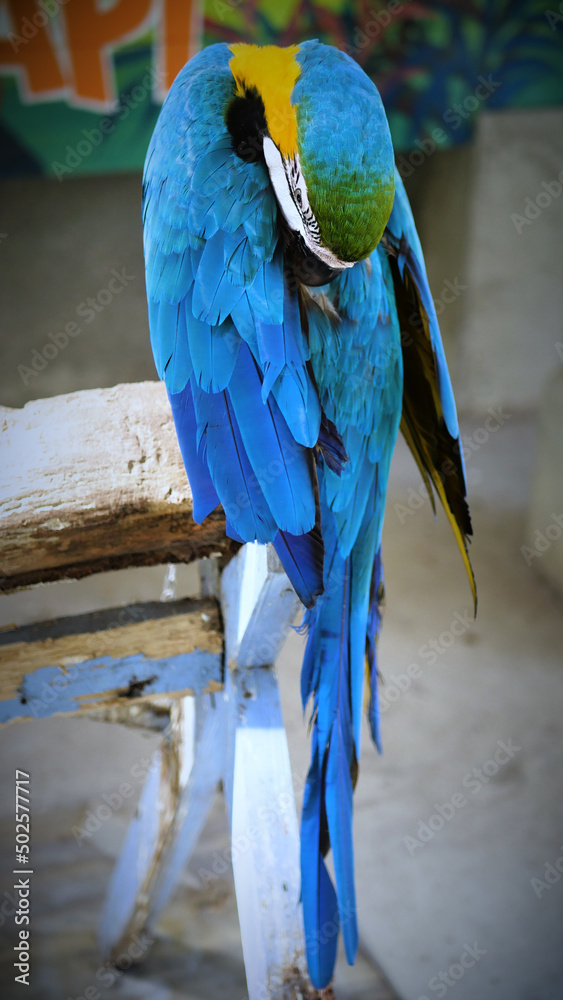 Obraz premium Exotic birds live in the tropics of Indonesia, looks very beautiful