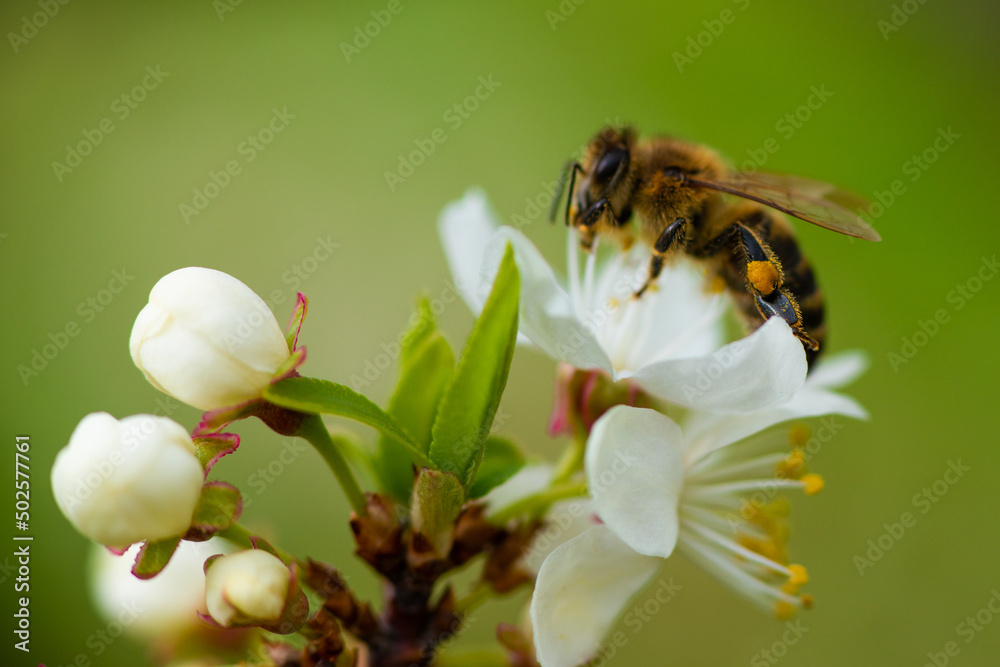 A honey bee takes nectar from a spring white cherry flower. Close-up of an insect on a background of blossom and greenery A honey bee takes nectar from a spring white cherry flower. Close-up of an insect on a background of blossom and greenery