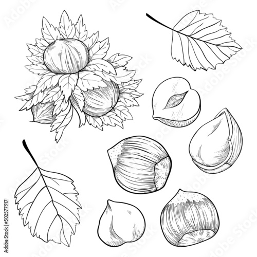 Set of hazelnuts, kernels, shells and leaves. For packaging or labels snacks and bars with hazelnut