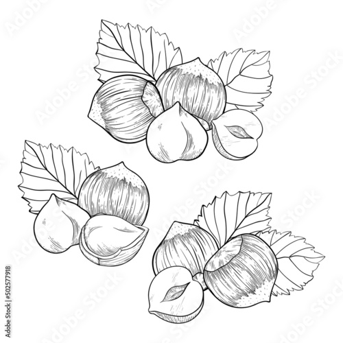 Hazelnut set, compositions with kernels, shells and leaves. For packaging or labels snacks and bars with hazelnut photo