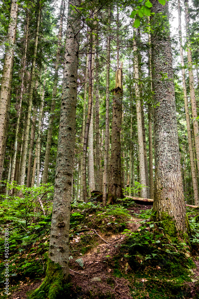 a spruce forest, Skole Beskids National Nature Park, Ukraine
