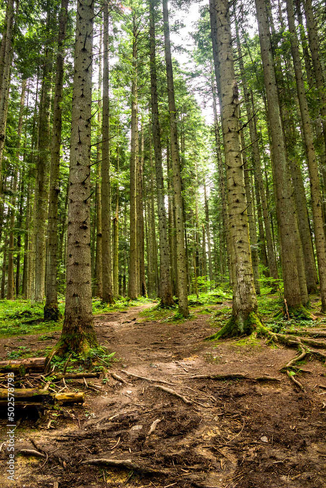 a spruce forest, Skole Beskids National Nature Park, Ukraine a spruce forest, Skole Beskids National Nature Park, Ukraine