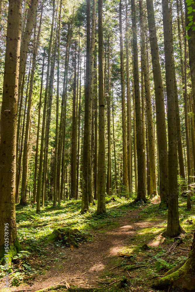 a spruce forest, Skole Beskids National Nature Park, Ukraine a spruce forest, Skole Beskids National Nature Park, Ukraine