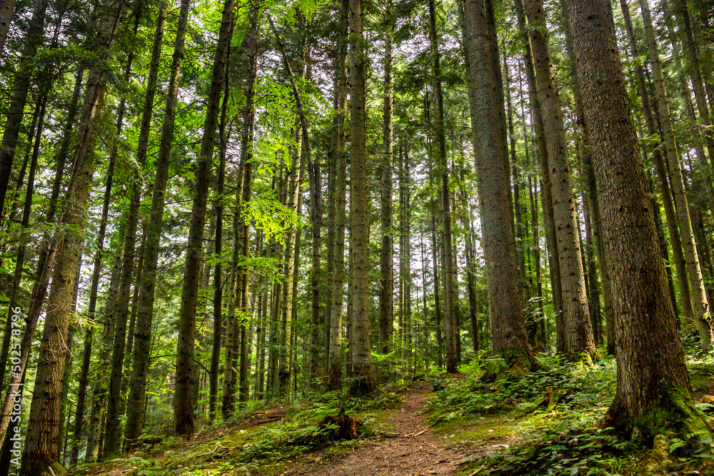 a spruce forest, Skole Beskids National Nature Park, Ukraine a spruce forest, Skole Beskids National Nature Park, Ukraine