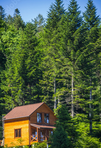 a wooden cottage in spruce forest