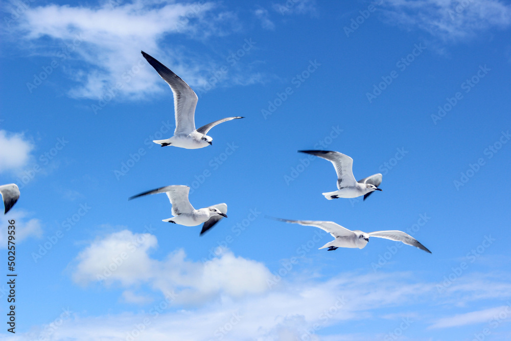 seagulls in flight in sky