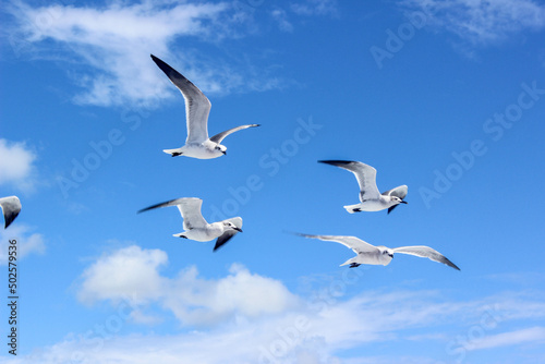 seagulls in flight in sky