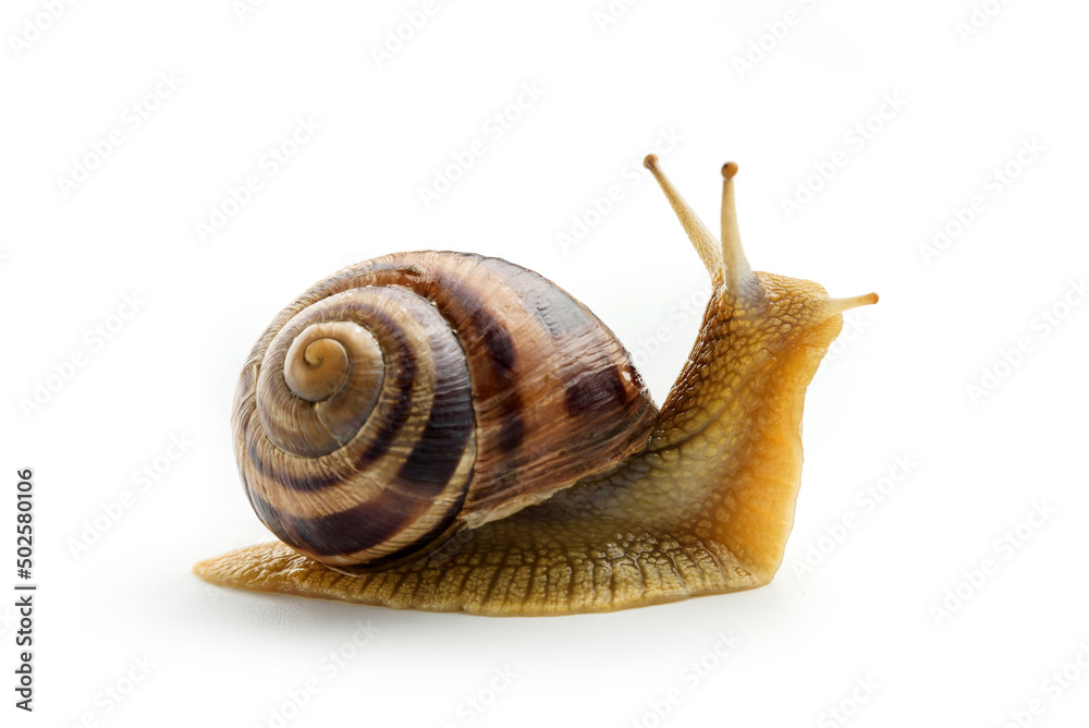 Grape snail isolated on white background close-up. - obrazy, fototapety, plakaty 