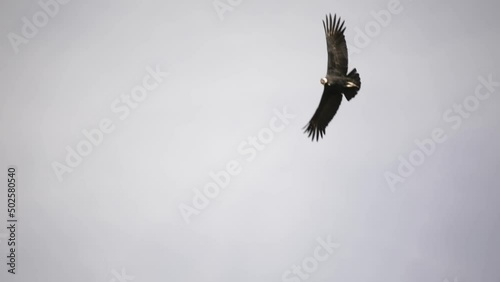 Patagonia fauna. Birds. Closeup view of an Andean condor, Vultur gryphus, flying across the sky with open wings.  