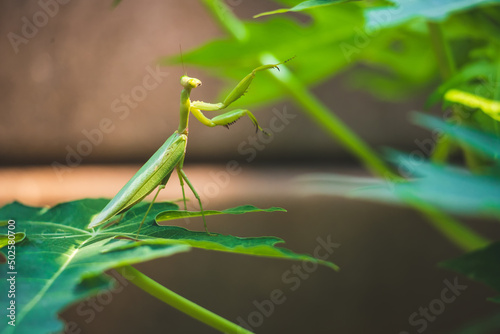 Praying mantis or stinging grasshopper clinging on papaya leaves