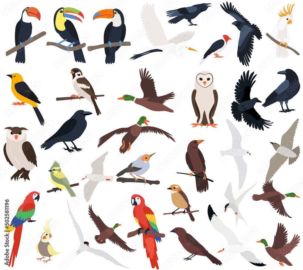 Obraz premium birds set flat design ,isolated,vector