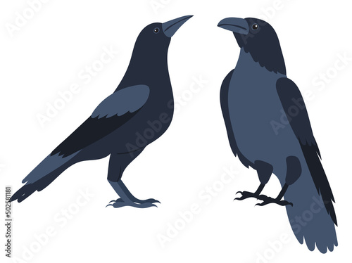 crows flat design ,isolated, vector