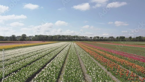 drone shot flying forward and upwards over dutch tulip fields in 4k photo