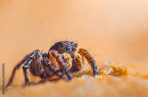 Spider portrait, jumping spider portrait - Aurelius v-insignitus
