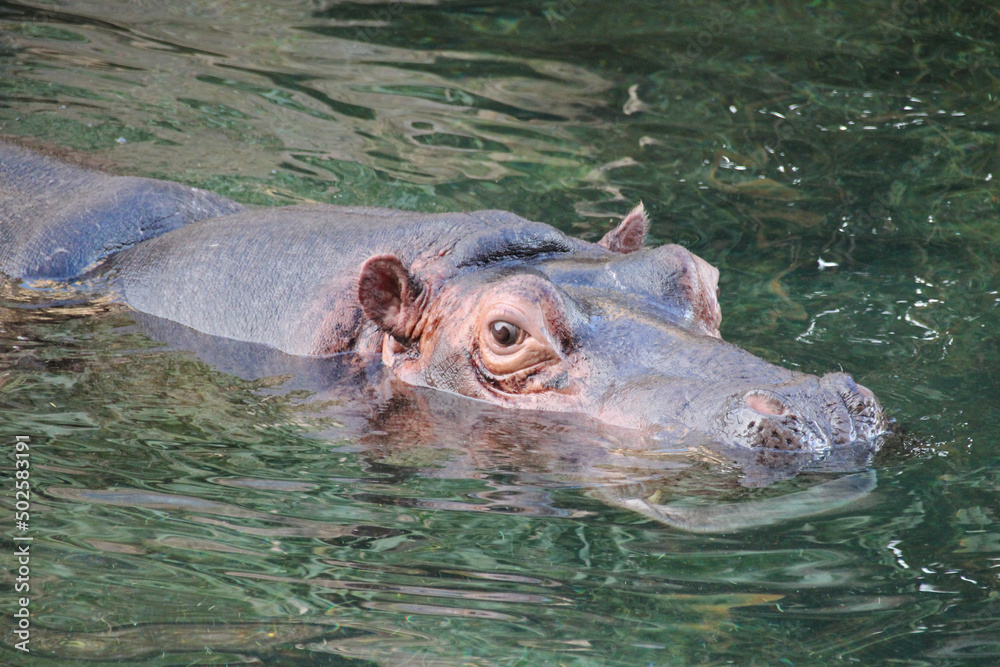 hippopotamus in a zoo in france hippopotamus in a zoo in france