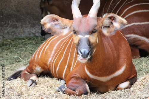 bongo antelope in a zoo in france photo