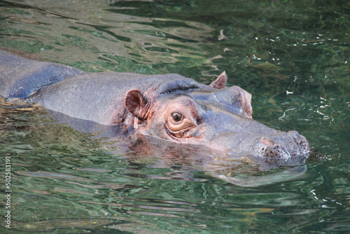 hippopotamus in a zoo in france 