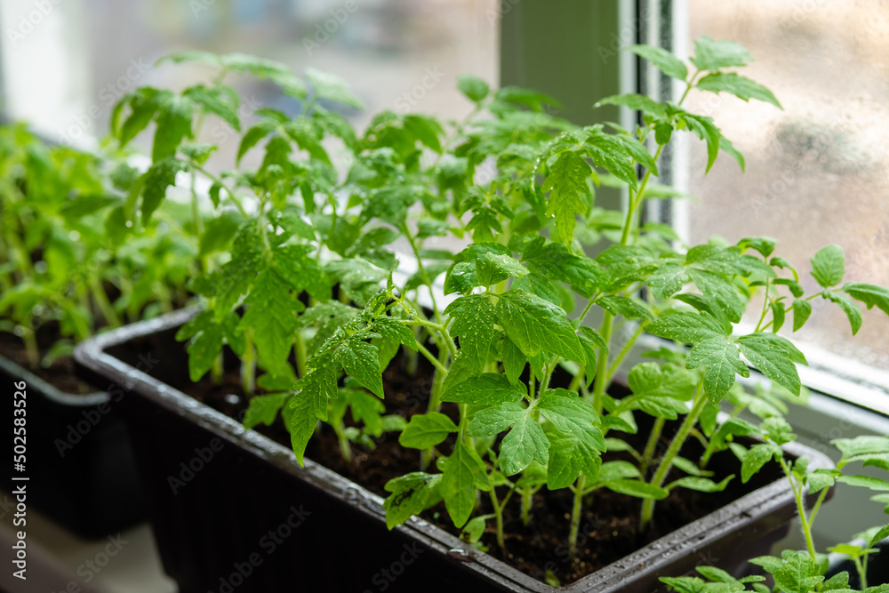 Growing vegetables tomatoes sprouts from seeds at home. Box with seedlings is on windowsill. Growing vegetables tomatoes sprouts from seeds at home. Box with seedlings is on windowsill.
