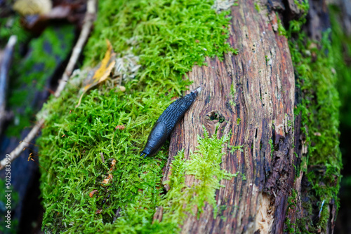 Close up of a slug on a mossy log
