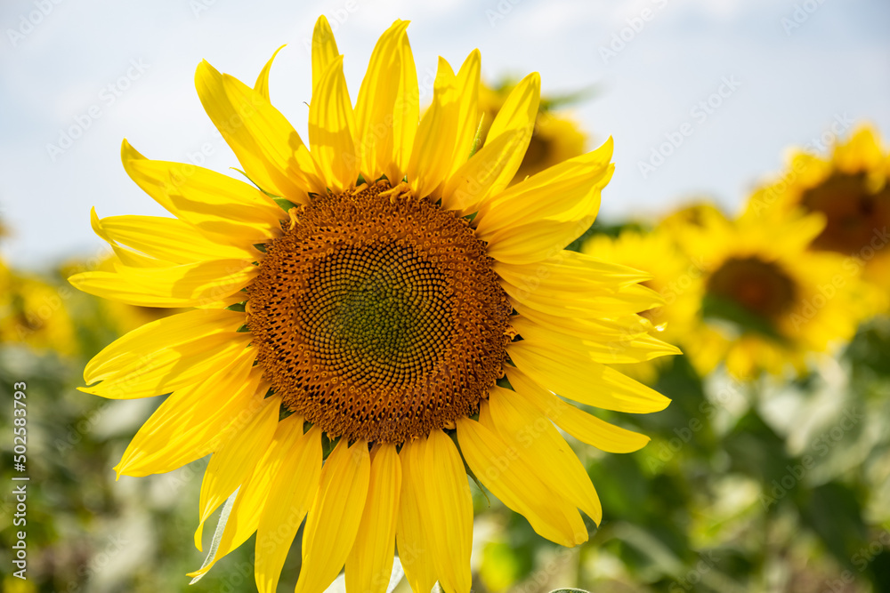 Sunflower growing in the field. Sunflower plantation, a plant that grows and ripens in the sun.