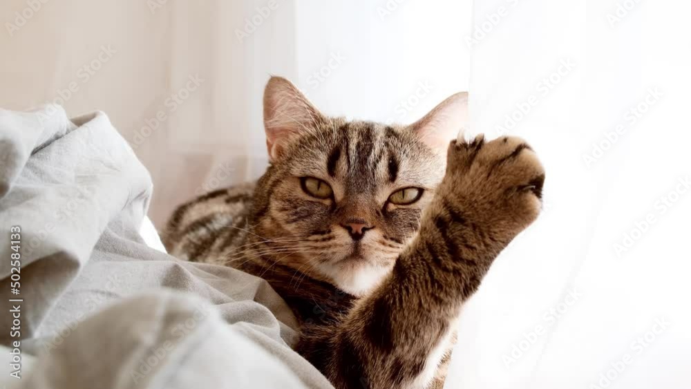 Cat is mischievous. The cat scratches the curtain with its claws. The cat dug its claw into the tulle. The cat harms things at home. Harmful cat. Cat is mischievous. The cat scratches the curtain with its claws. The cat dug its claw into the tulle. The cat harms things at home. Harmful cat.