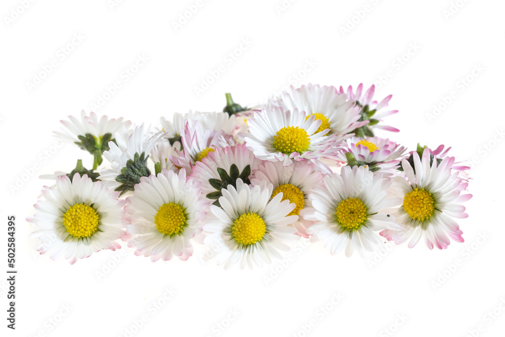 Fototapeta premium daisy flowers on a white isolated background