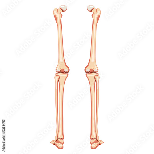 Thighs and legs lower limb Skeleton Human back view. Set of Anatomically correct femur, patella, fibula realistic flat natural color concept Vector illustration of anatomy isolated on white background