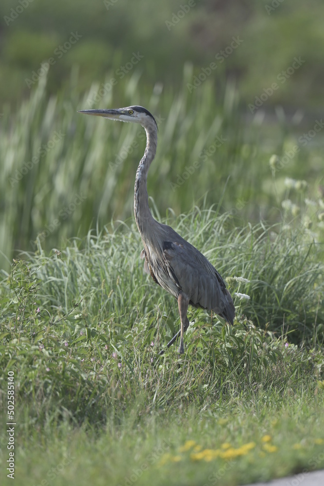 Fototapeta premium great blue heron standing in grass