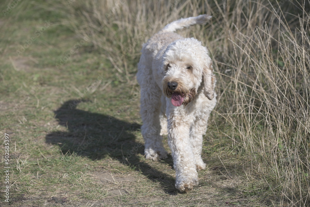 Goldendoodle walking in countryside