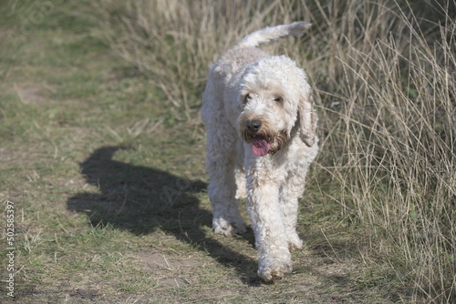 Goldendoodle walking in countryside © Peter
