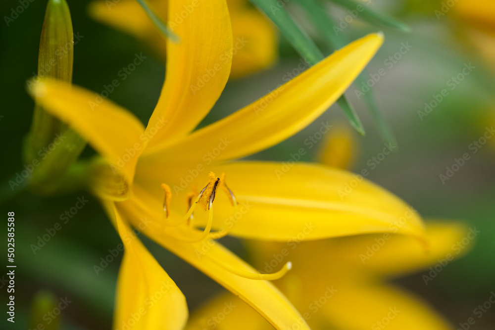 ニッコウキスゲ