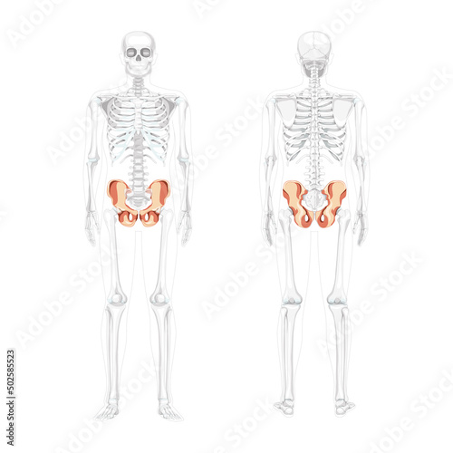 Skeleton Pelvis hip bone Human front back view with partly transparent bones position. Set of 3D realistic flat natural color concept Vector illustration of anatomy isolated on white background