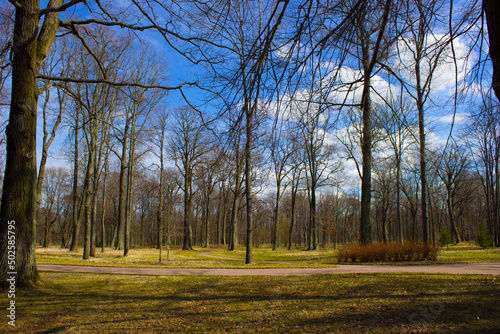 trees without leaves in the park