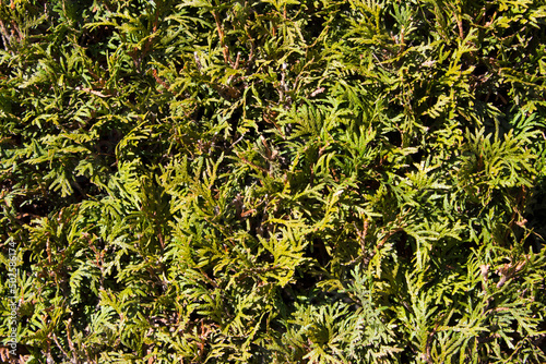 green thuja, background and texture