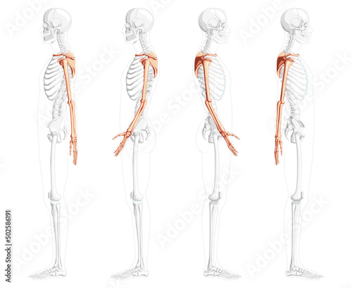 Skeleton upper limb Arms with Shoulder girdle Human side view with partly transparent bones position. Set of hands, clavicle, scapula, forearms realistic flat Vector illustration of anatomy isolated